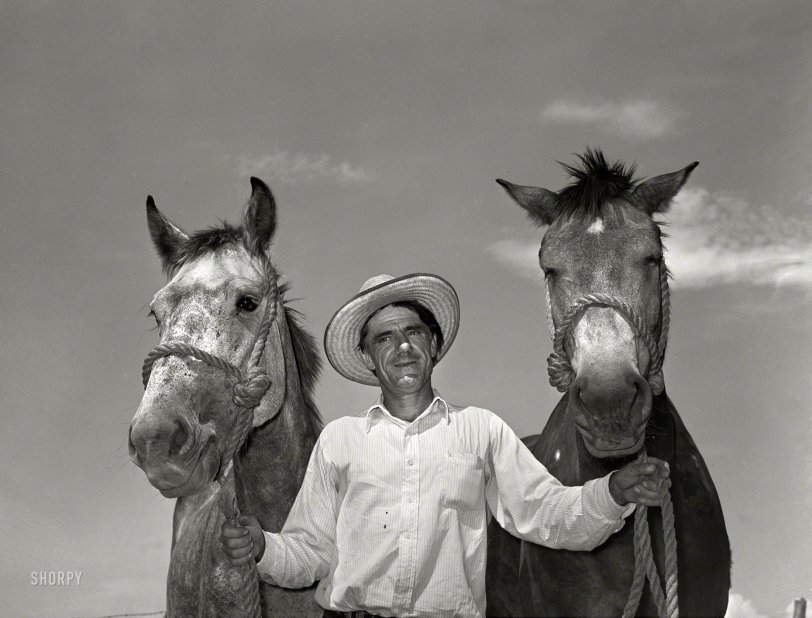 September 1939. "Ernest W. Kirk Jr., whose team of mules was bought with a Farm Security Administration loan. Near Ordway, Colorado." Medium format negative by Russell Lee for the Farm Security Administration. View full size.
