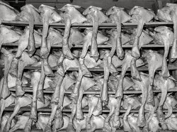 November 1939. "Selected turkeys on the racks awaiting shipment. Cooperative poultry house in Brownwood, Texas." Medium format negative by Russell Lee for the Farm Security Administration. View full size.
