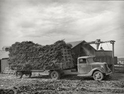 November 1939. "At large dairy in Tom Green County, Texas, feed is delivered to a barn, immediately chopped up and blown into a truck for transportation to feeding lot." Photo by Russell Lee for the Farm Security Administration. View full size.