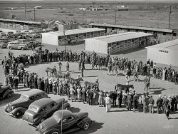 March 1940. "Ring of people watching the judging of horses at the San Angelo Fat Stock Show. Many polo ponies are bred and raised in West Texas." Medium format negative by Russell Lee for the Farm Security Administration. View full size.