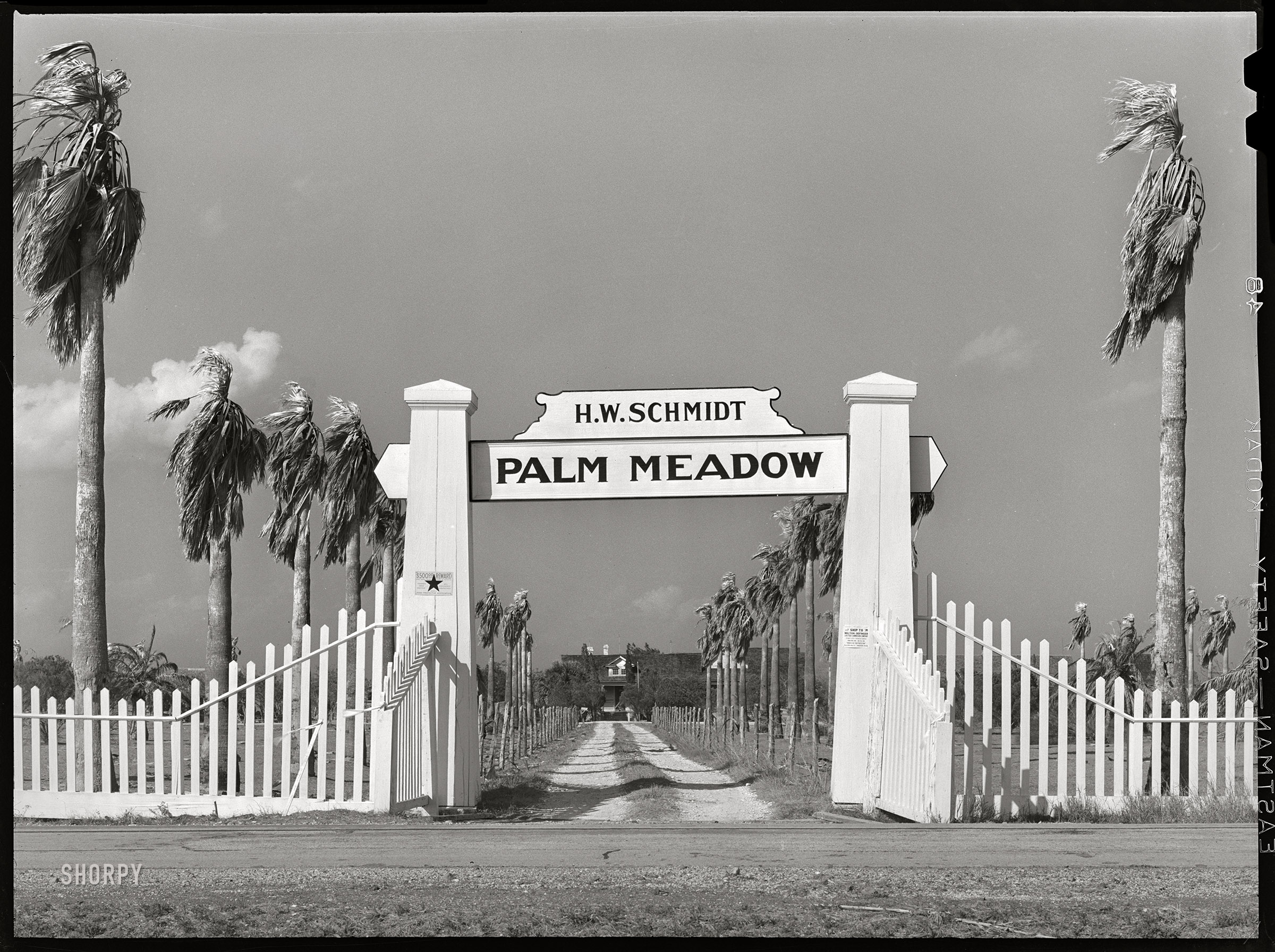 March 1940. "Entrance to farm in San Patricio County, Texas." Medium format acetate negative by Russell Lee for the Farm Security Administration. View full size.