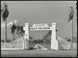 Palm Meadow: 1940