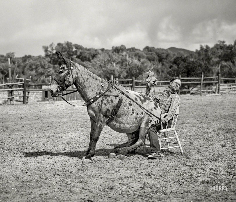 June 1940. "Clown rider with his trick mule at rodeo. Quemado, New Mexico." Photo by Russell Lee for the Farm Security Administration. View full size.

