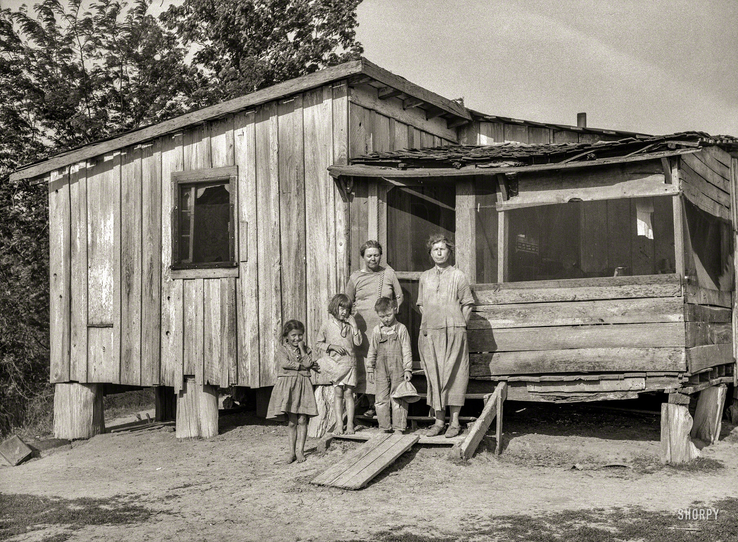 May 1936. "Sharecropper's family in Mississippi County, Missouri. Typical sharecropper shack with crop entirely surrounding house." Medium format nitrate negative by Carl Mydans for the Resettlement Administration. View full size.