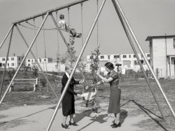 October 1938. "Playground in Greenhills, Ohio." Medium format negative by John Vachon for the Resettlement Administration. View full size.
What a contrast!From the wild abandon of the flying girl on the left to the doubly-attended young sir on the right receiving drink service on the swing.
What a little swinger!It looks like she could fall and break her neck any second while everyone is just ignoring her!  
Taking FlightI guess one is flying coach and the other first class. 
Not just for trousers.The lady on the right is wearing the most peculiar skirt. The waistband is almost up underneath her bust. At first I thought that fabric around her natural waist was the bottom of her shirt, but it looks like a piece of the same fabric that made her shirt, fashioned into a belt of sorts.
I've never seen a high-waisted skirt before. I wonder if it functioned like a girdle to smooth her shape and give her a flatter midsection. You can tell it's all one piece (the skirt) by following that dark seam, possibly a zipper, up from right alongside the knot in her "belt." 
Young risk takerI guess gravity and centrifugal force kept her feet on the seat. The slack in the chain is worrisome though. Good timing on the picture taking.
Swing it!Looks exactly like the swings they used to have at Alice Keith Park in Beaumont, Texas, hard wood plank seats and all. We would try and swing high enough to get parallel with the top of the frame, and when we got tired, would slow down and get a good jump off the swing into the sand. Of course, you had to scramble out of the way so you wouldn't get bopped in the head by the returning swing seat.
Someone&#039;s going to end up cryingIn my youth, we did that on a routine basis, and were convinced we could get it all the way around with a little more effort. That was before I got a degree in physics, clearly!  That slack chain is going to cause a vertical drop and no rotation, or even further over on her back, followed by a very abrupt shock when it finally comes to the end of the chain, snapping her forward sharply. I know, I did it (about 50 years ago). She will be very lucky to even hold on, maybe going onto the back of her head from about that height. 
Indulging the kidThe Crown Prince enjoys a cool beverage and two ladies in waiting while the little Wallenda girl goes on her merry way, fearless and free, undeterred by a glass ceiling.  
Top of the World MaAfter a day of swimming (One thin dime admission price) at the Clifton Park Pool a park with similar swings was our first stop on the walk home. Nobody ever made the loop which we thought was possible but it was not for lack of effort that we didn't.
After the try to go in orbit it was time for Twisties. Two boys would turn the swing around while the Twistee would patiently wait while making sure he didn't caught in any twist. When it was as tight as it could get the two Twisters would shove the swing as it began it's untwisting. The Twistee got a wild side to side spinning ride which compared to many carnival rides and gave all of us a cheap non-alcoholic high. 
After that it was time for Battle Royal in which we all stood on the swings and made them go sideways in hopes we would knock off the boy next to us. Knockoffs very seldom happened but it sure was fun trying.
After about an hour there plus the 4 to 6 hours we spent at the pool we would finally walk the mile and a half home debating the things 10 year old boys always talked about ... Could Batman beat up Superman? Could Captain America cause Spiderman to get caught in his own web? Were Fords better than Chevrolet? Was Gene Autry a better cowboy than Roy Rogers?
Along the mile and half walk home we never got tired and surely loved those happy carefree days.
PS. We were always tired when we had to cut our small postage stamp lawns but if Mister Hancock offered us a quarter to do his we got a surge of energy. Same thing after a snow we were too fatigued to shovel our walk but Mr Hancock's was a snap.
(The Gallery, John Vachon, Kids)
