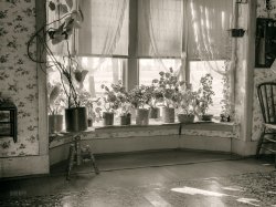 November 1936. "Window of farmhouse living room. Mercer County, Illinois. Hired man lives in house on farm that was formerly residence of owner-operator." Photo by Russell Lee for the Farm Security Administration. View full size.