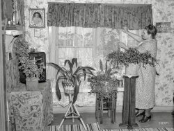 May 1937. "Mrs. Herman Perry in her home at Mansfield, Michigan. She is the wife of an old-time iron miner who worked in the mines before they were abandoned." Photo by Russell Lee for the Resettlement Administration. View full size.
Remembrance Card?I'm guessing that is a remembrance card under the baby photo on the wall.
Re: The same age?!I, too, was amazed to see that this old woman with the bun and thick ankles and granny shoes is the same age as my dear wife.  When I pointed this out to her, I was lucky to escape with just a mild chiding.
Patterns Galore!Patterns Galore!
Yet, we imagine these old photos depict a less complicated time.  
Interior DesignI think she would have gotten along very well with the Tuttles of Minnesota.
Yoopers are tough!Marie Perry died in 1955.  She has a link on Findagrave. There's a link on there to her husband, Herman, who lived to age 90.  
Tomato plants?Are those tomato plants in tin cans outside the curtains? And can identify a Christmas cactus, mother in law tongue and a poor ivy in the window?  There's a lily but I can't identify it...amaryllis ?
CurtainsWhat my cats would do to those curtains.
An excellent homemakerEverything neatly in place, and what a green thumb she has.
The same age?!This woman in the picture and I are roughly the same age now( but I would've' sworn she was in her mid-late sixties here) I have had the same bafflement in looking at old pictures of my grandmother in the same time era (late 30's) when she was even younger than me-and she also looked about 10 years older!  (those buns,frumpy dresses and odd shoes REALLY didn't help, sorry ladies)
Grannies Didn&#039;t Wear Spike HeelsMy long-departed grandmother wore such shoes for at least the 30 years I knew her.  Her preferred brand was Natural Bridge, which presumably afforded good arch support.
Standing 5'10" and weighing in at around 210 lbs., she was obviously not a candidate for platform wedgies.  Under today's relaxed standards, women of a certain age seem to favor something by Reebok or Nike with their mall-walker suits.  Certainly, even fashion doyennes among the over-60 crowd seem to abjure Jimmy Choos.
Such informality would not have done for Granny, however.  She belonged to the generation that donned gloves, hat, and furs to go out for the mail.
Home EntertainmentNearly hidden behind the potted plant is a brand new 1937 model year Zenith 5-S-127 radio.  These were about $40 new, but due to their attractive cabinets and big black dial, are considerably more valuable today.
Radio valueI was surprised to find that by Purchasing Power, or Standard of Living adjustment, $40 in 1937 would be worth $649 in 2014, while one like this recently sold on eBay for $650. Pretty well at par!
(The Gallery, Russell Lee)