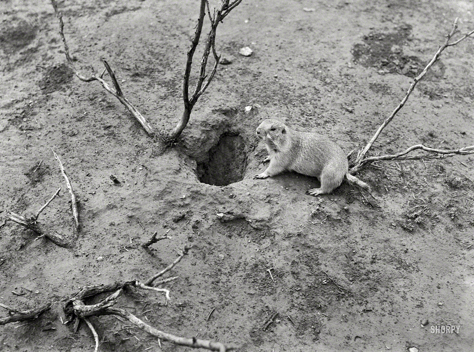 &nbsp; &nbsp; &nbsp; &nbsp; Classified as a marmot, the groundhog is a member of the squirrel family, Sciuridae, within the order Rodentia. Also called a woodchuck, it is considered basically a giant North American ground squirrel. -- Encyclopaedia Britannica
This little fellow, snapped circa 1939 by Jack Allison for the Farm Security Admin&shy;istration, didn't rate a caption, so we can't say for sure where he is other than his front porch. Whereas he used to live in a hole in the ground, his two-dimensional self now resides in the archives of the Library of Congress. View full size.