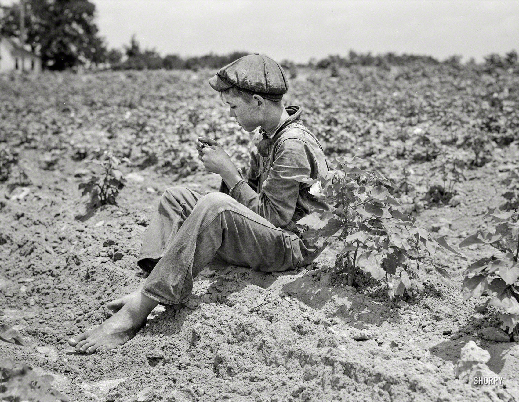 June 1937. "Sharecropper boy near Chesnee, South Carolina." 4x5 nitrate negative by Dorothea Lange for the Farm Security Administration. View full size.
