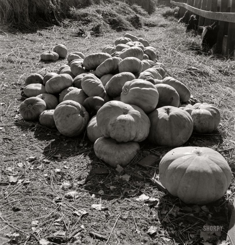 Pumpkins Aplenty: 1938