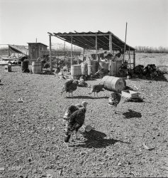 October 1939. "Temporary buildings on Williams family's new farm. Dead Ox Flat, Malheur County, Oregon." Medium format negative by Dorothea Lange for the Resettlement Administration. View full size.