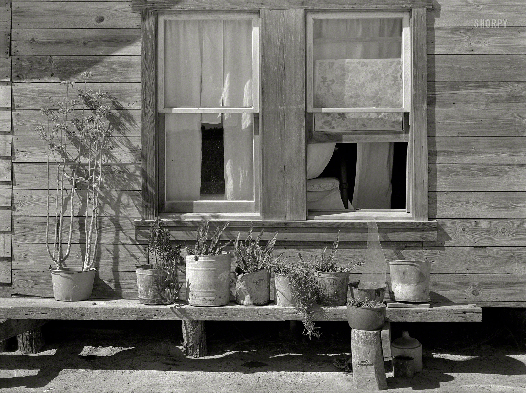 February 1939. "Bench of potted plants at side of home of Mexican day laborer. Near Santa Maria, Texas." Medium format negative by Russell Lee for the Farm Security Administration. View full size.