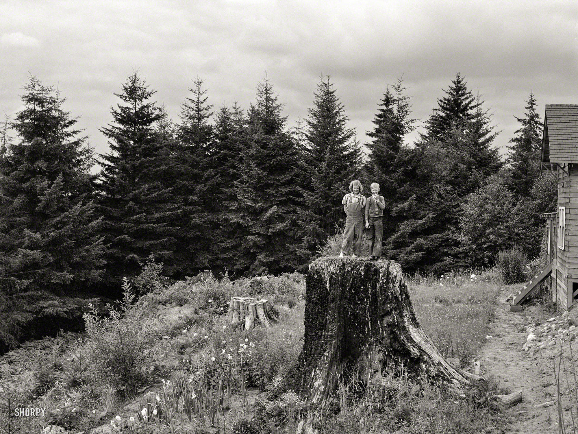 August 1939. "Western Washington subsistence farm, whittled out of the stumps." Photo by Dorothea Lange for the Farm Security Administration. View full size.