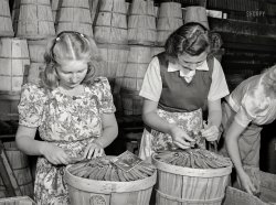 June 1941. "Dressing crates of peas for shipment. Canyon County, Idaho." Acetate negative by Russell Lee for the Farm Security Administration. View full size.
