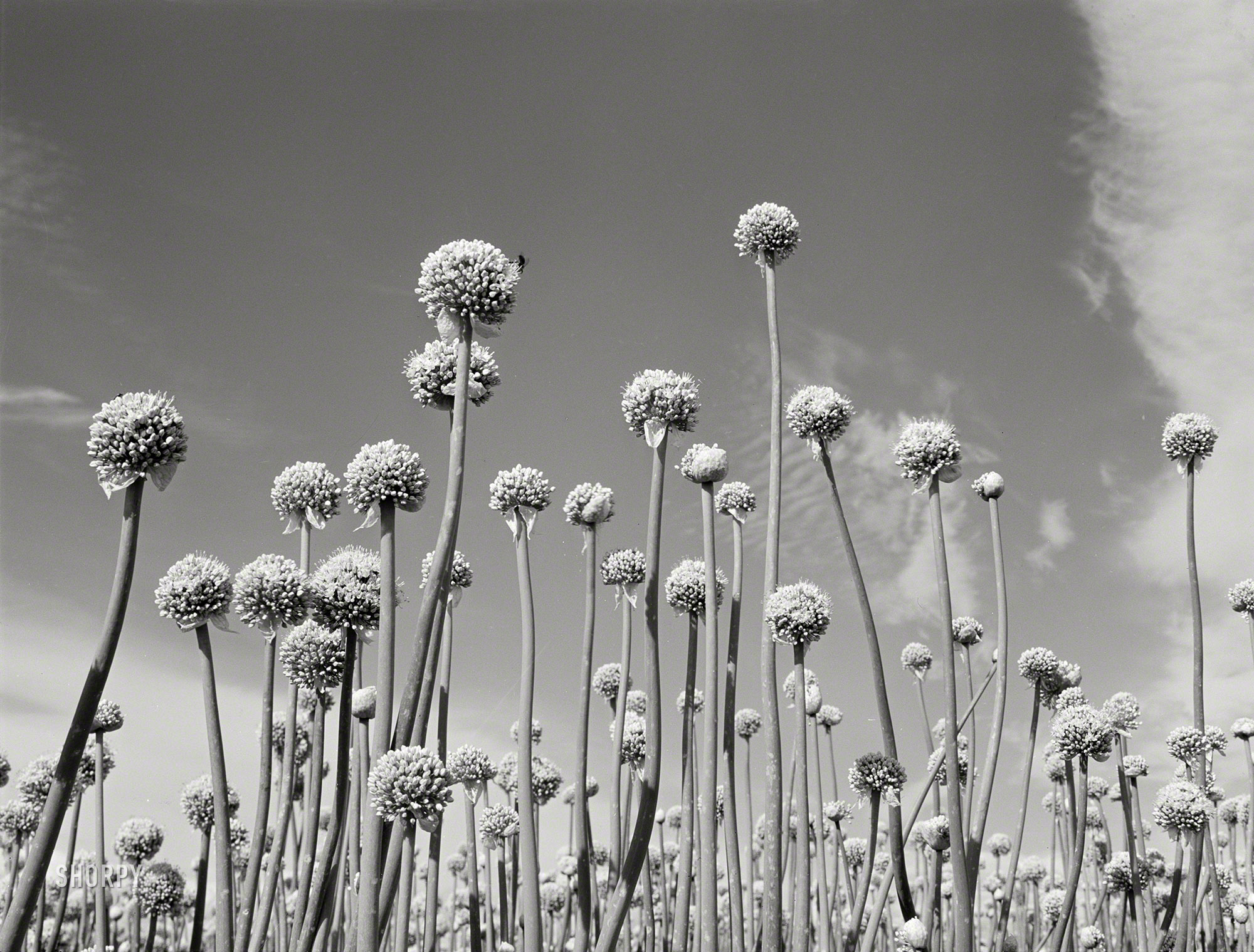 June 1941. "Onion plants gone to seed. Canyon County, Idaho." Did Shorpy just hear a Who? Medium format negative by Russell Lee for the Farm Security Administration. View full size.