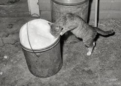 June 1941. "The cat drinks foamy, fresh milk. Dairymen's Cooperative Creamery. Caldwell, Canyon County, Idaho." Medium format acetate negative by Russell Lee for the Farm Security Administration. View full size.