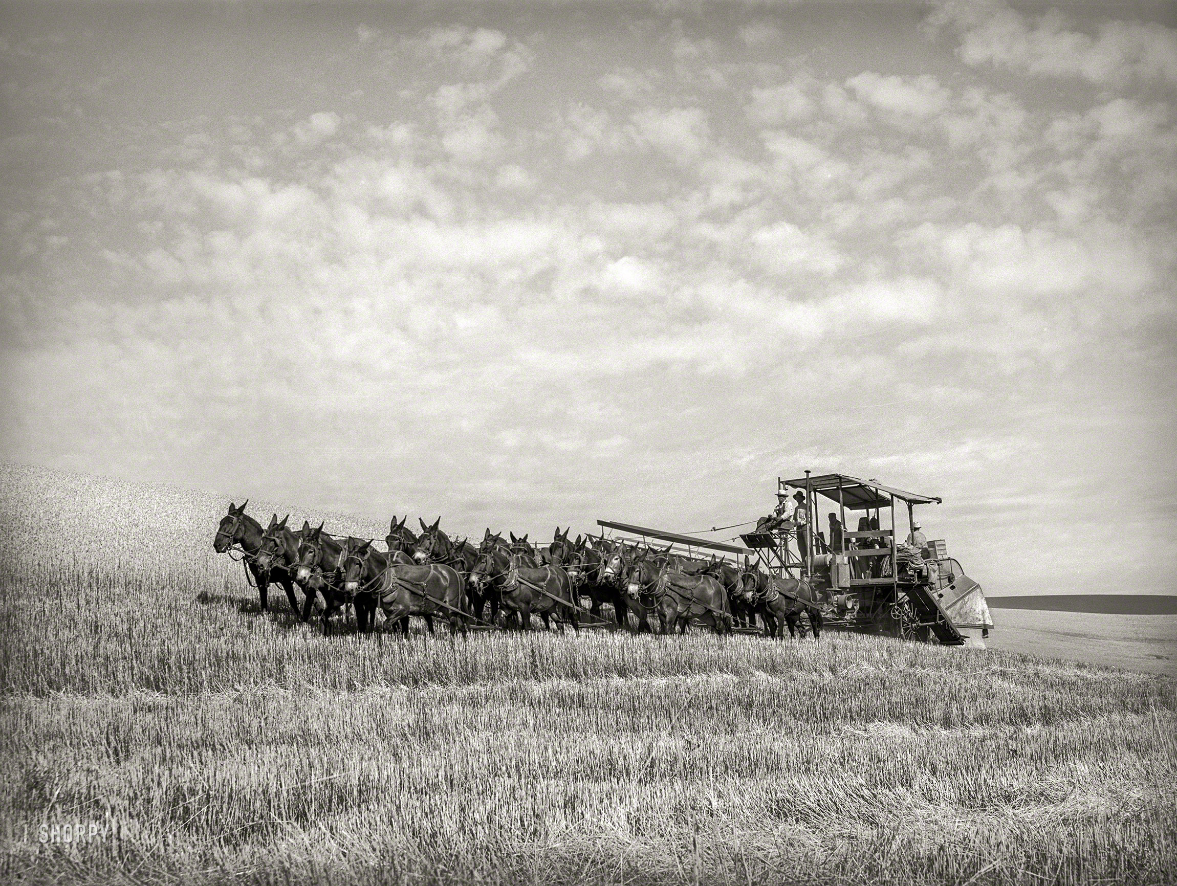 July 1941. "Twenty-mule-team-drawn combine. Walla Walla County, Washington. This outfit gets to work at 6 in the morning. Knocks off at 11 for rest, food and water for mules and men, goes back to work at 1 and works till 6." Medium format negative by Russell Lee for the Farm Security Administration. View full size.