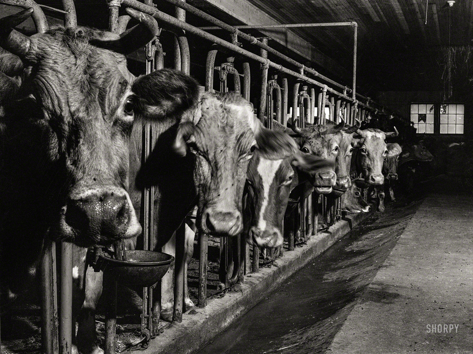 September 1940. "Cows on the farm of Mrs. Dewitt Lasser, FSA  client near Cheshire, Connecticut." Medium format acetate negative by Jack Delano for the Farm Security Administration. View full size.