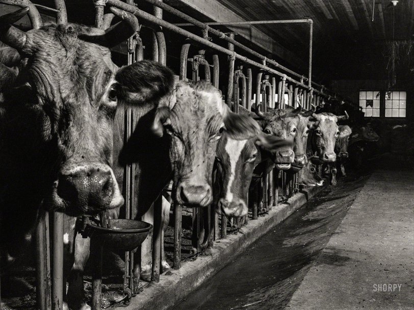 The Cheshire Cows: 1940