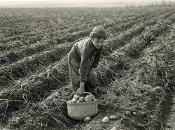 October 1940. "Boy picking potatoes on a large farm near Caribou, Maine. Schools do not open until the potatoes are harvested." Medium format negative by Jack Delano for the Farm Security Administration. View full size.