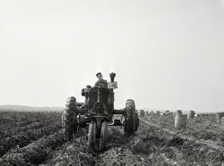 October 1940. "Harvesting potatoes with a single-row tractor-drawn digger on a farm near Caribou, Maine." Acetate negative by Jack Delano. View full size.