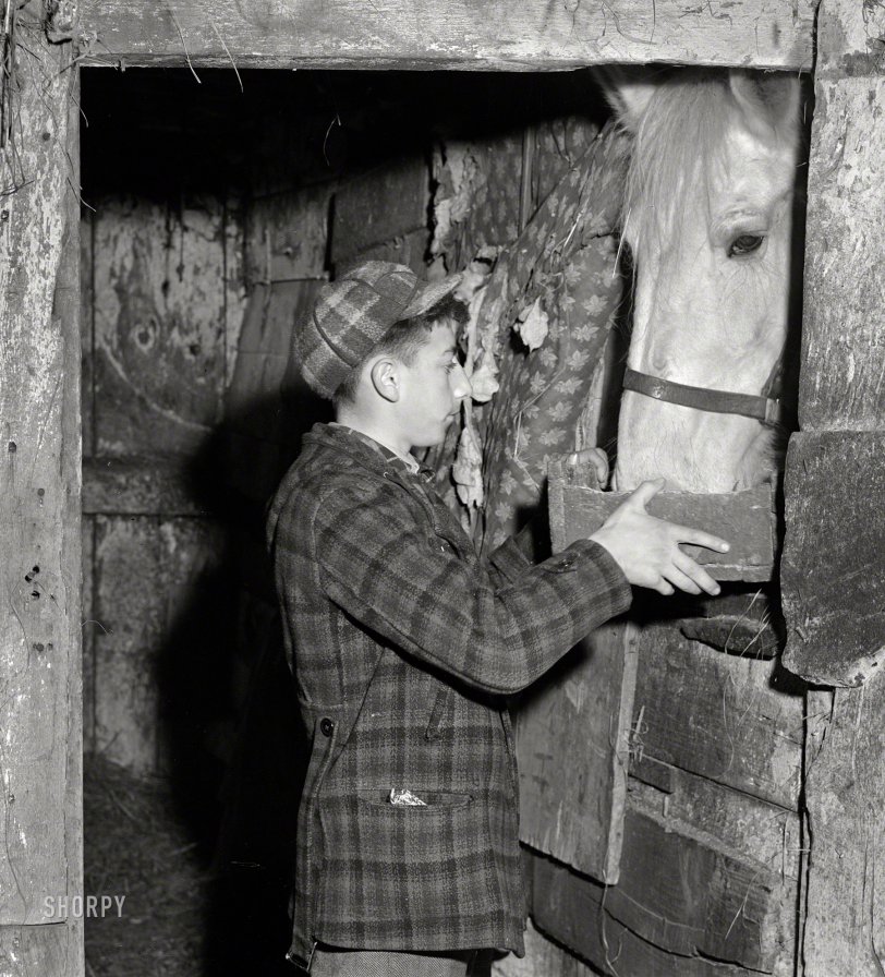 January 1941. Andover, Massachusetts. "One of the sons of Anthony Forgetta, Italian vegetable farmer, feeding the horse after coming home from school. Mr. Forgetta and a daughter work at the mills nearby." Medium format acetate negative by Jack Delano for the Farm Security Administration. View full size.
