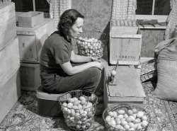December 1940. "Mrs. Richard Carter, poultry farmer of Middleboro, Massachusetts. She runs the business of one thousand poulets while her husband drives a bulldozer at an Army camp nearby." Acetate negative by Jack Delano for the Farm Security Administration. View full size.
