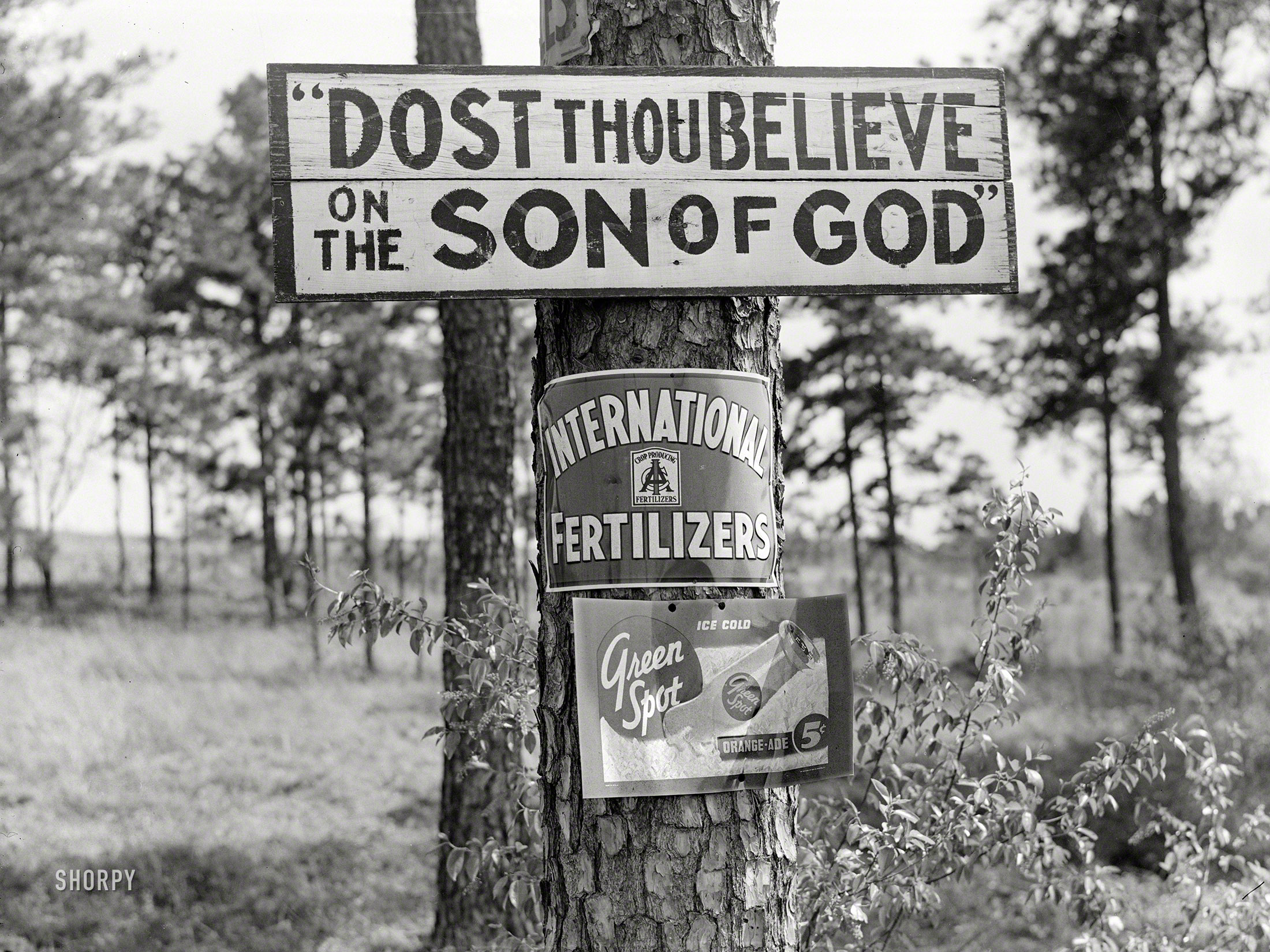 April 1939. "Greene County, Georgia. Signs on tree along highway." Medium format negative by Marion Post Wolcott for the Farm Security Administration. View full size.