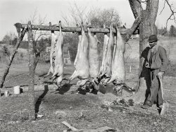 November 1939. "Hog killing on Milton Puryear place. He is a Negro owner of five acres of land. Rural Route No. 1, Box 59, Dennison, Halifax County, Virginia. This is six miles south (on Highway No. 501) of South Boston. He used to grow tobacco and cotton but now just a subsistence living. These hogs belong to a neighbor landowner. He burns old shoes and pieces of leather near the heads of the slaughtered hogs while they are hanging to keep the flies away." Photo by Marion Post Wolcott for the Farm Security Administration. View full size.