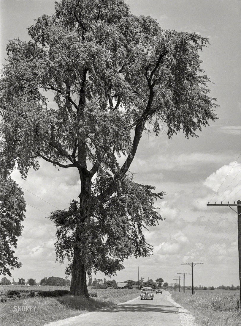 June 1940. "Highway near Clarksdale, Mississippi Delta." Medium format acetate negative by Marion Post Wolcott for the Farm Security Administration. View full size.

