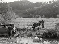 September 1940. "Mountaineers trying to pull school superintendent's car out of the creek with a mule. South Fork of the Kentucky River. Breathitt County." Medium format negative by Marion Post Wolcott for the Farm Security Administration. View full size.