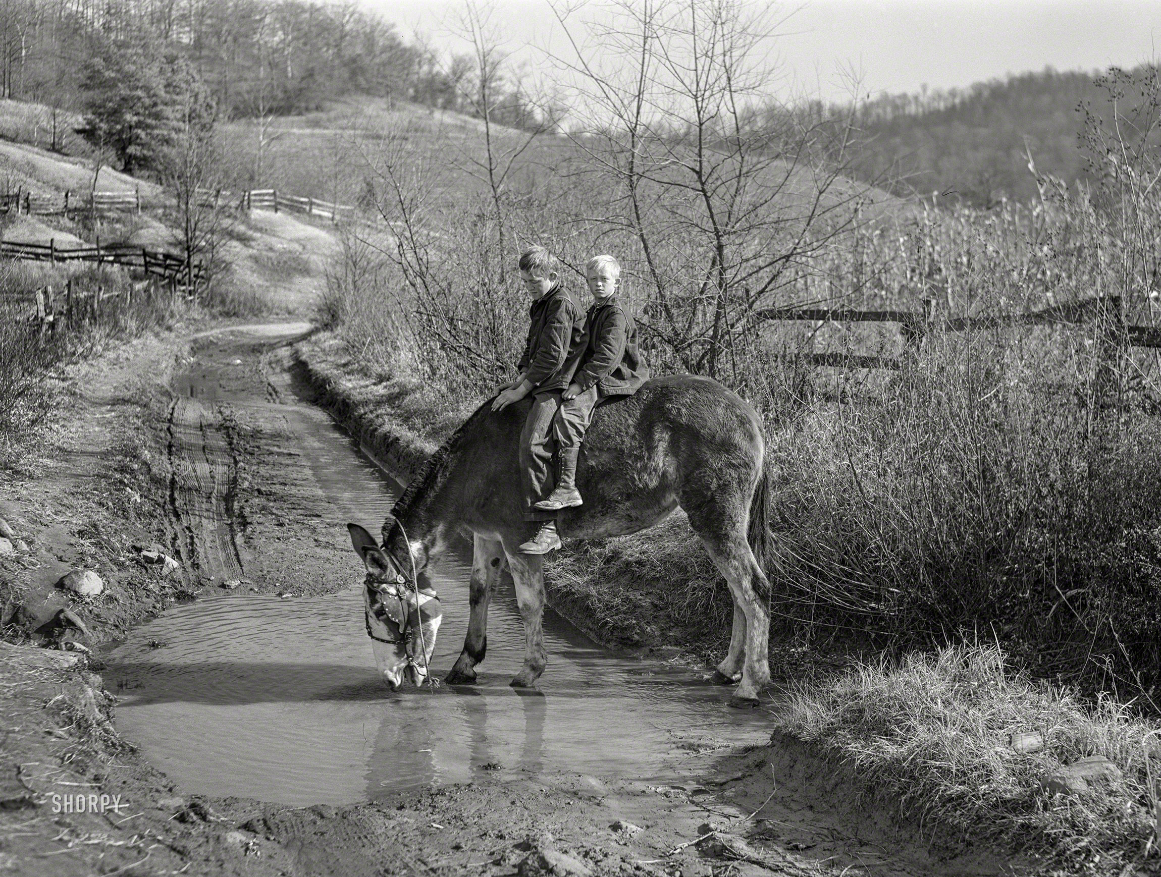 November 1940. "Two of Dutton ('Dut') Calleb's sons watering the mule. Southern Appalachian Project near Barbourville, Knox County, Kentucky." Medium format acetate negative by Marion Post Wolcott for the Farm Security Administration. View full size.