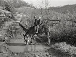November 1940. "Two of Dutton ('Dut') Calleb's sons watering the mule. Southern Appalachian Project near Barbourville, Knox County, Kentucky." Medium format acetate negative by Marion Post Wolcott for the Farm Security Administration. View full size.