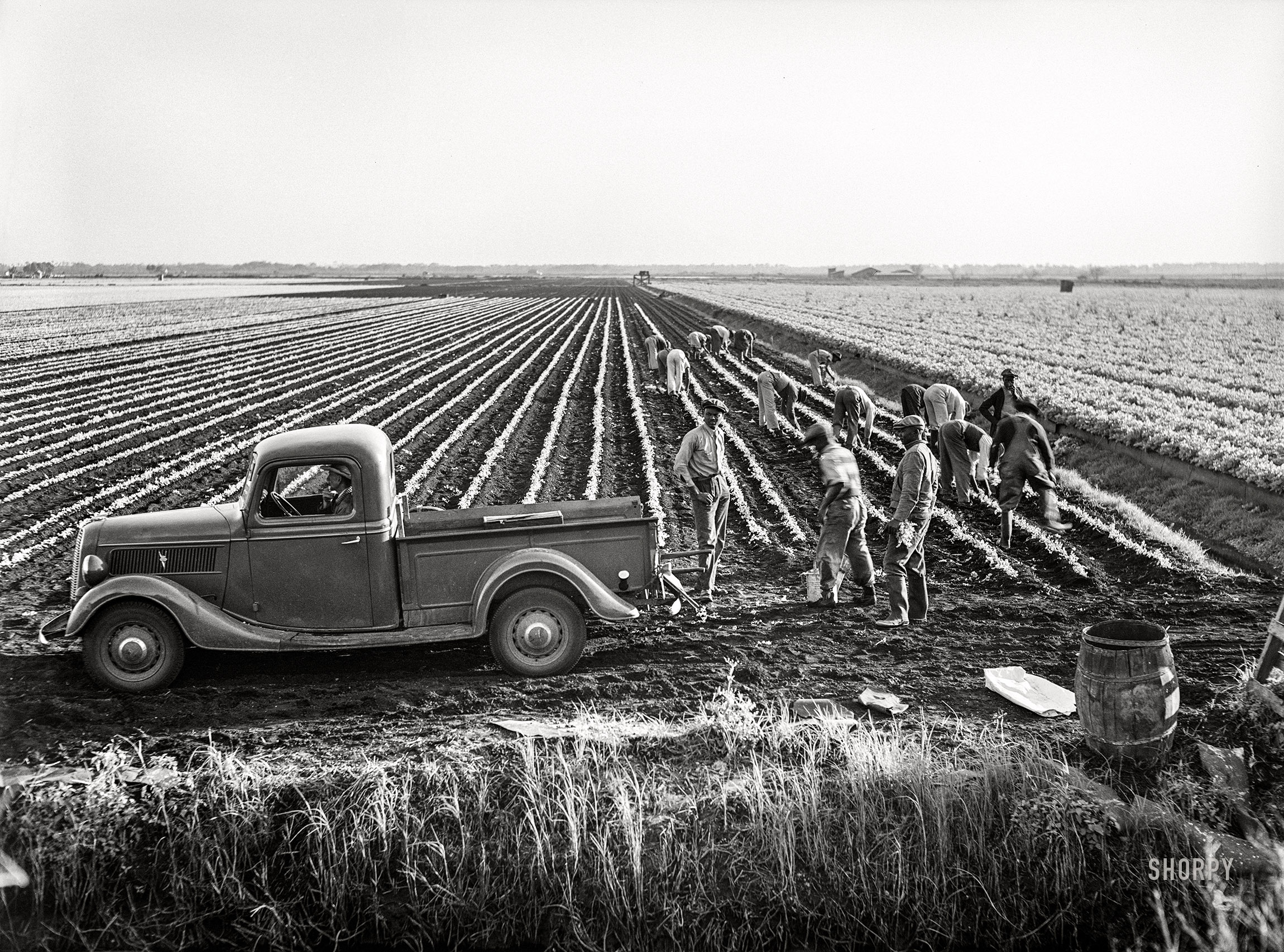 January 1941. "Agricultural day laborers cultivating celery near Sarasota, Florida." Medium format negative by Marion Post Wolcott for the Farm Security Administration. View full size.