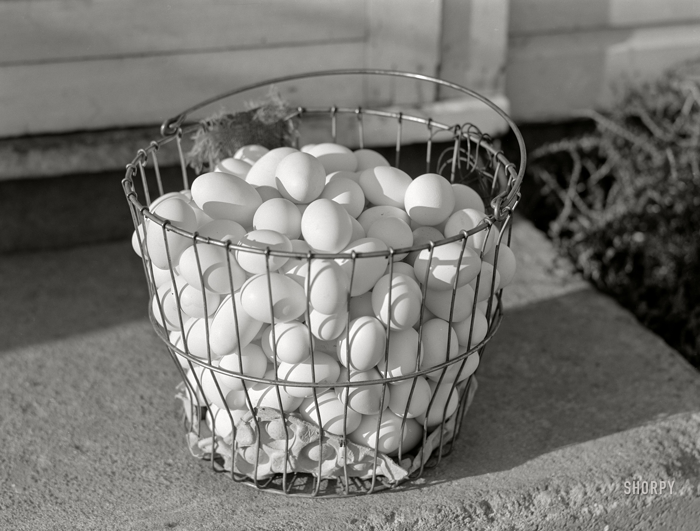 September 1941. Waterloo, Nebraska. "Eggs of Two Rivers Non-Stock Cooperative. At the present time co-op eggs are marketed through large cafes, restaurants and eating houses, and various hospitals and institutions. The demand for the co-op's premium eggs is in excess of supply." Photo by Marion Post Wolcott for the Farm Security Administration. View full size.