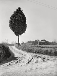 March 1941. "Farmhouse in Essex County, Virginia." Medium format acetate negative by John Vachon for the Farm Security Administration. View full size.