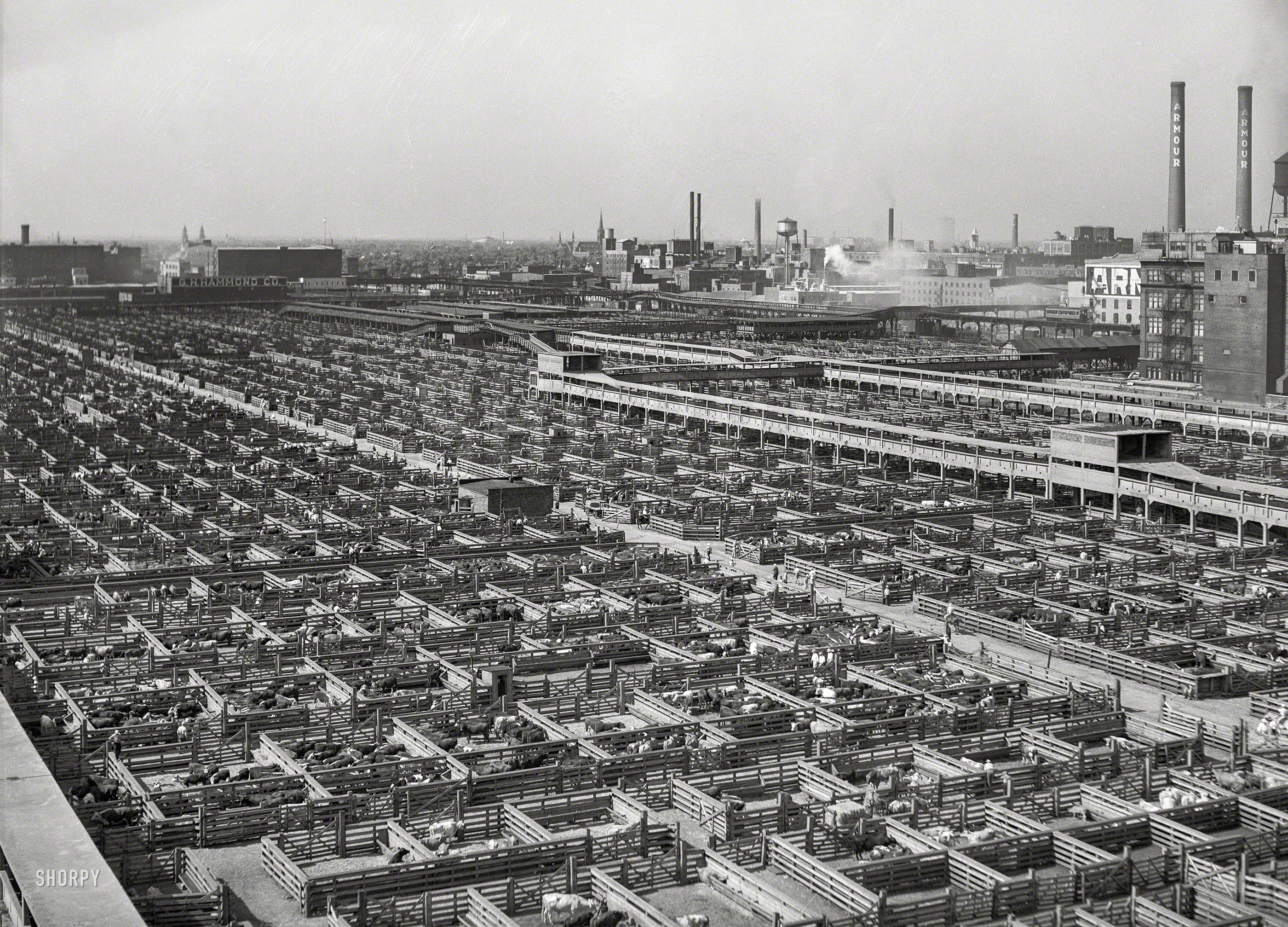 July 1941. "Union Stockyards, Chicago." Medium format negative by John Vachon for the Farm Security Administration. View full size.