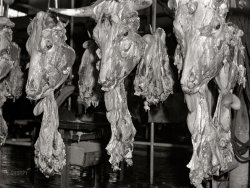 July 1941. "Heads of beef cattle. Hormel meat-packing plant, Austin, Minnesota." Medium format acetate negative by John Vachon for the Farm Security Administration. View full size.
