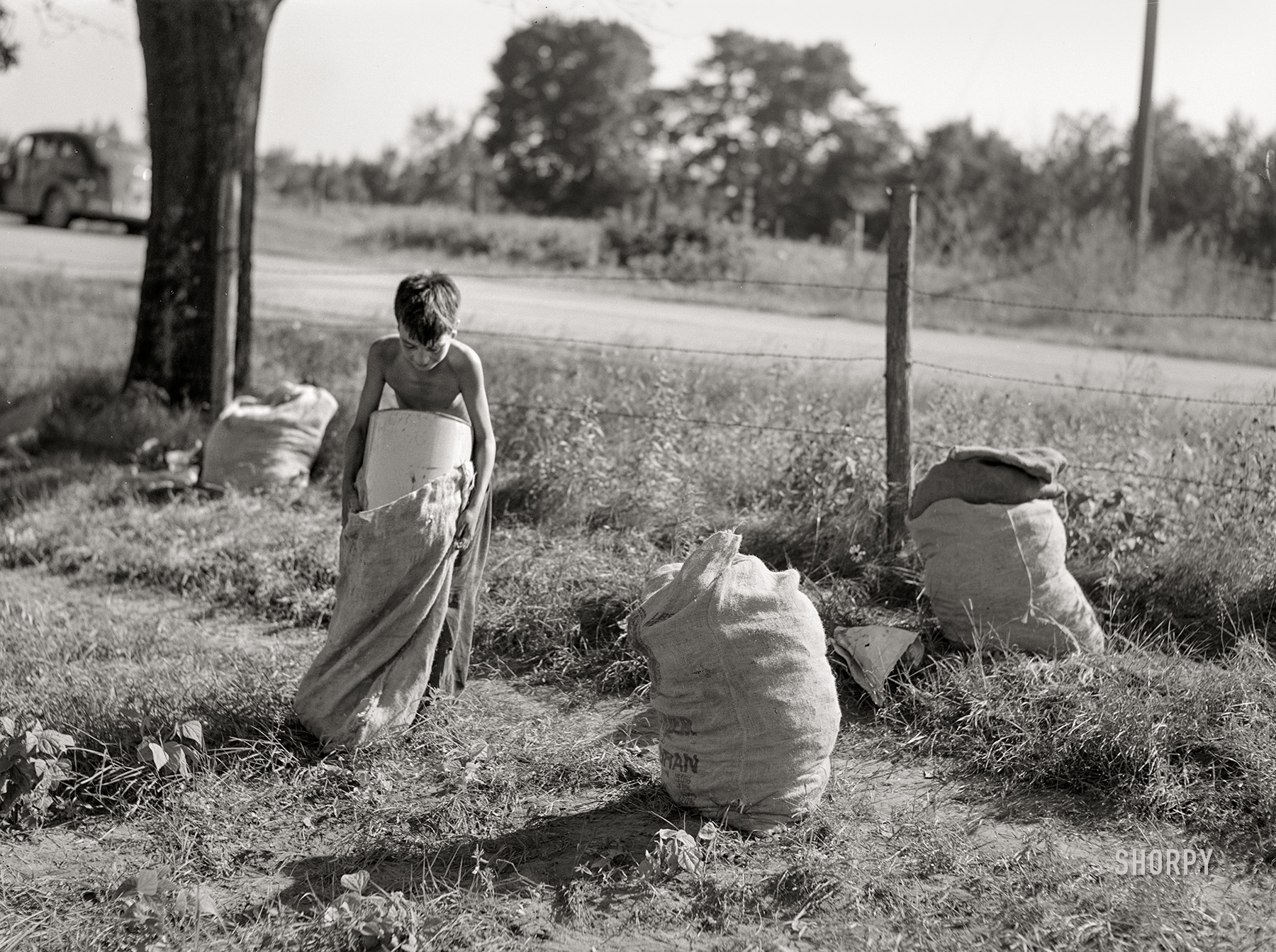 August 1941. "Boy emptying beans into sack. Shawano County, Wisconsin." Medium format acetate negative by John Vachon for the Farm Security Administration. View full size.