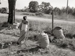 August 1941. "Boy emptying beans into sack. Shawano County, Wisconsin." Medium format acetate negative by John Vachon for the Farm Security Administration. View full size.
My back hurts just lookingMy sympathy for the boy. I spent a summer picking beans for a local truck farmer. That was also the summer I decided a desk job was for me!
(The Gallery, Agriculture, John Vachon, Kids)
