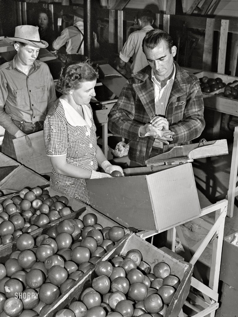 September 1941. Yakima, Washington. "Work Projects Administration instructor demonstrates proper method of wrapping apple at apple packing school at FSA migratory labor camp." Acetate negative by Russell Lee for the Farm Security Administration. View full size.
