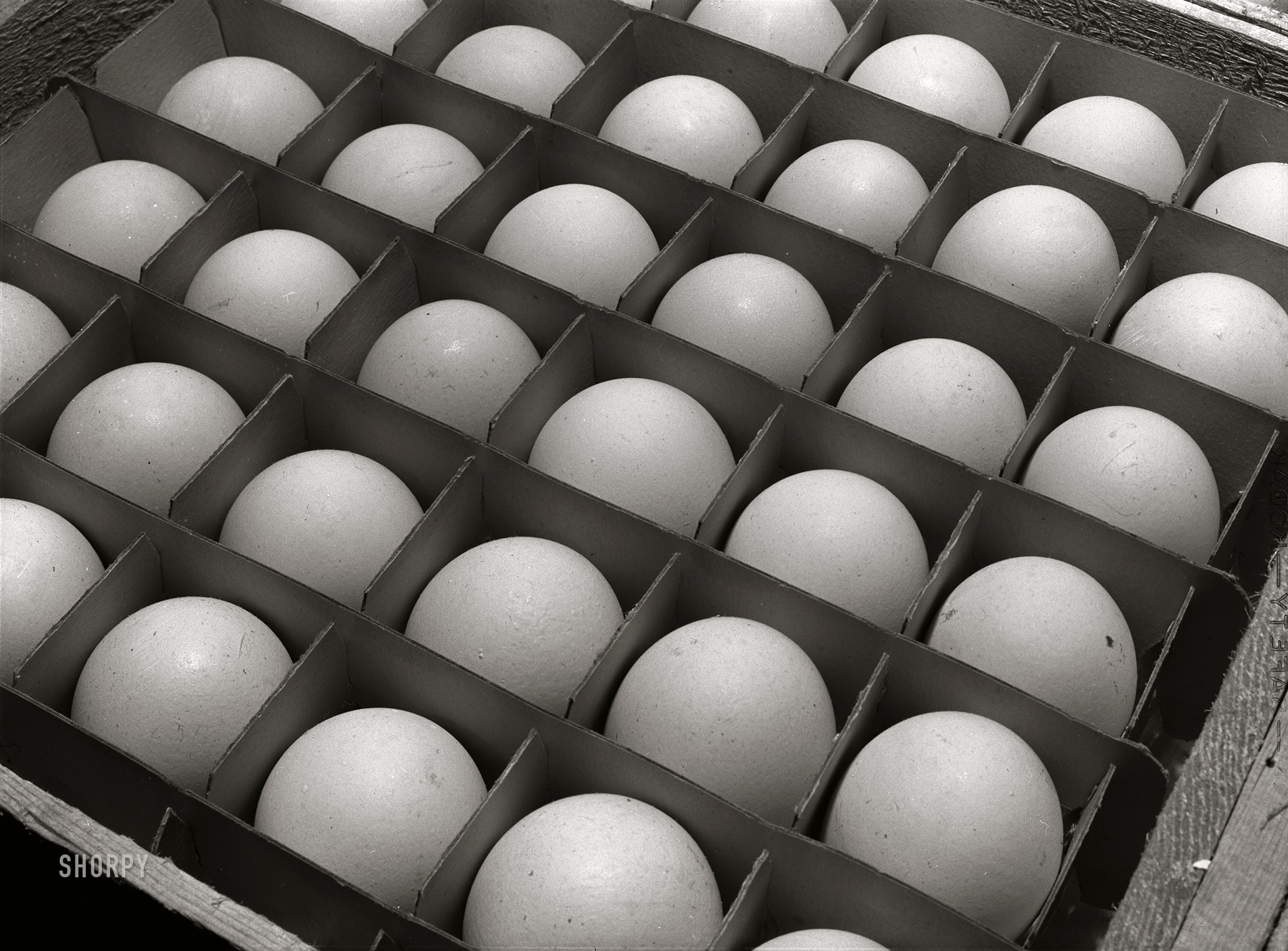 January 1942. "Sonoma County, California. Eggs. (Poultry raising exclusively for egg production on a scientific basis)." Photo by Russell Lee for the Office of War Information. View full size.