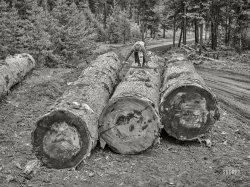 July 1942. "Grant County, Oregon. Malheur National Forest. Measuring logs to determine board-feet." Photo by Russell Lee for the Farm Security Administration. View full size.