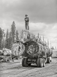 July 1942. "Grant County, Oregon. Malheur National Forest. Lumberjack on truckload of logs." Acetate negative by Russell Lee for the Farm Security Administration. View full size.