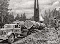 July 1942. "Grant County, Oregon. Malheur National Forest. Loading large logs on truck for transport to railroad flatcar." Photo: Russell Lee, Farm Security Administration. View full size.