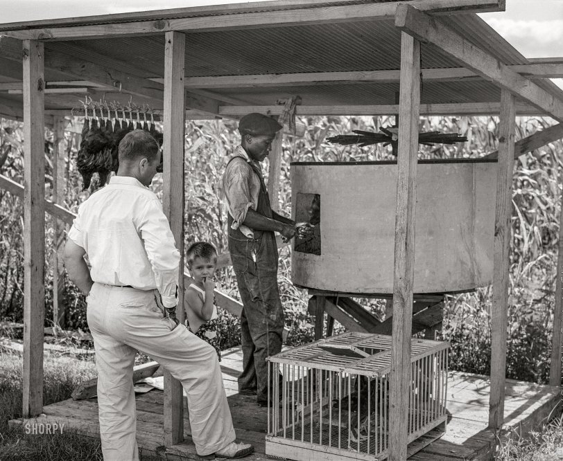 August 1941. "The painless killer. Food for Defense program cooperative cannery and hatchery in Coffee County, Alabama." Photo by John Collier, Farm Security Administration. View full size.
