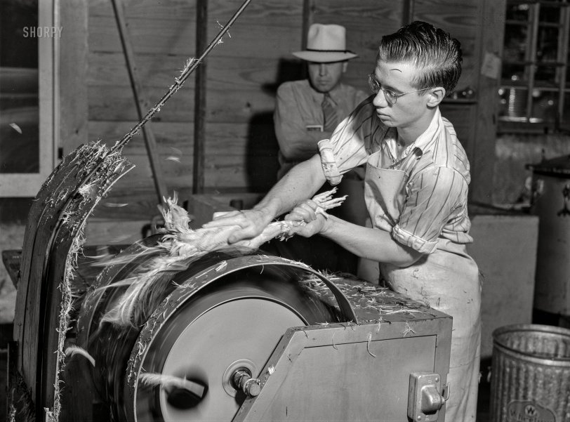 August 1941. "Electric plucker removes every pin feather without a tear in the skin. 500 to 1,000 birds could be plucked in a day by this method. Enterprise co-op cannery. Coffee County, Enterprise, Alabama." Photo by John Collier, Farm Security Administration. View full size.
