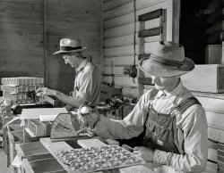 June 1942. "Escambia Farms, Florida. Grading eggs in the FSA cooperative. The cooperative hires these men by the day to do the grading." 4x5 inch acetate negative by John Collier for the Farm Security Administration. View full size.