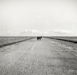 January 1939. "Typical Florida country near Moore Haven." Or should that be Moo Haven? Medium format negative by Marion Post Wolcott. View full size.