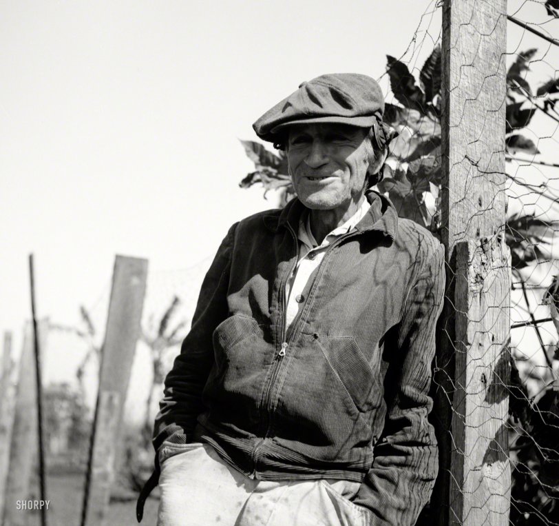 January 1939. "Small truck farmer from North Carolina. His neck was broken and is in a brace. Near Belle Glade, Florida." And then he found work as a meme. Photo by Marion Post Wolcott for the Resettlement Administration. View full size.
